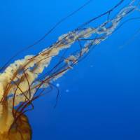 Digital photograph of an orange jellyfish turning